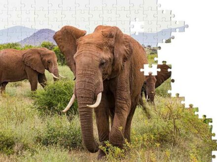 DWZ puzzel olifanten