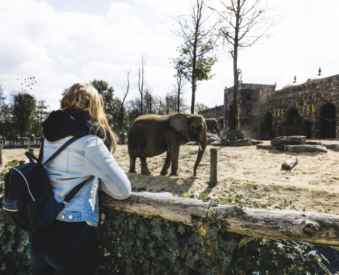 Jongere bij olifant dierentuin shutterstock 637514110